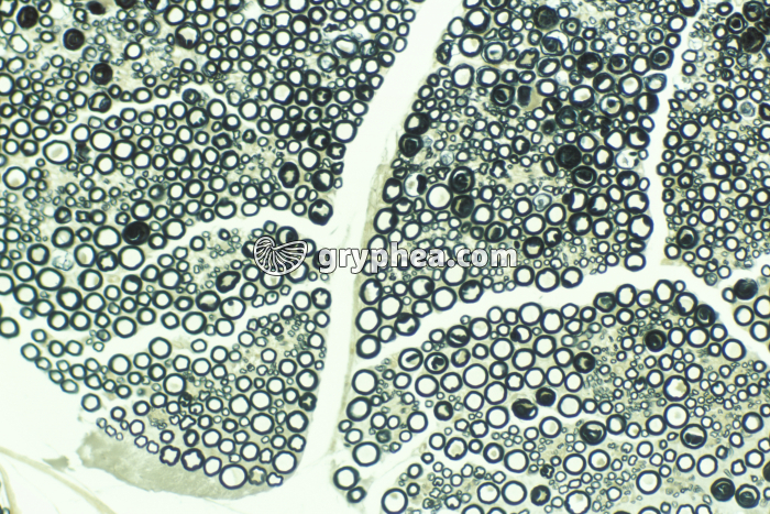 Nerf CT x70 - gryphea.org